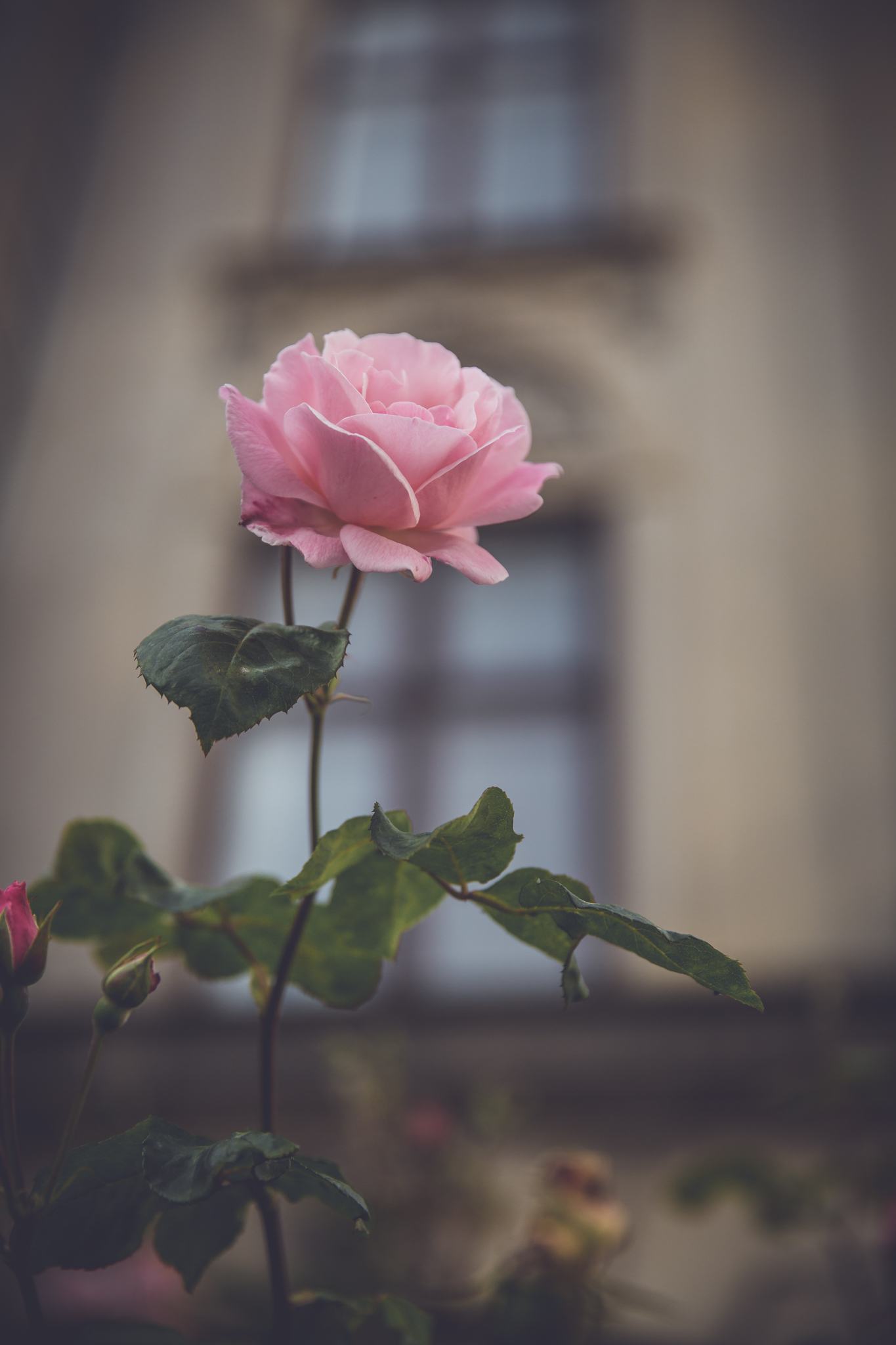 Denmark Portrait Rose